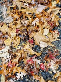 Full frame shot of dry maple leaves