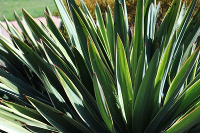 Close-up of green plant