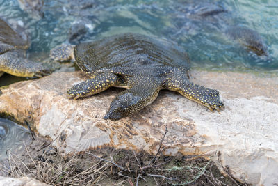 High angle view of crocodile on rock