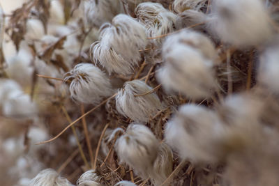 Close-up of plants