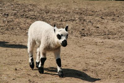 View of sheep on field