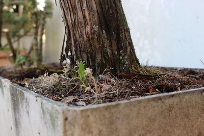 Close-up of tree trunk