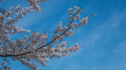 Low angle view of cherry blossom tree against blue sky