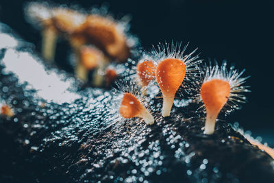 Close-up of mushrooms growing on land