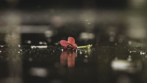 Close-up of pink flower floating on water