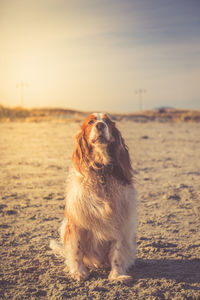 Dog sitting on the beach