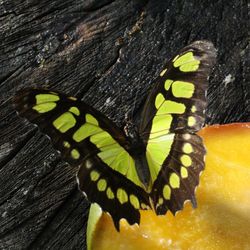 Close-up of butterfly on yellow leaf