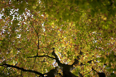 Low angle view of tree