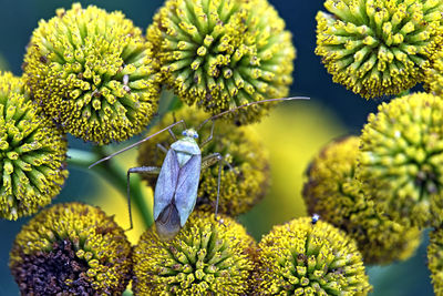 Close-up of flowering plant
