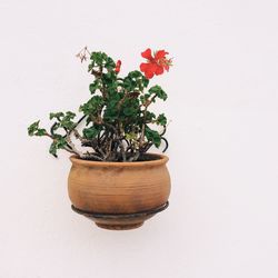 Close-up of potted plant against white background