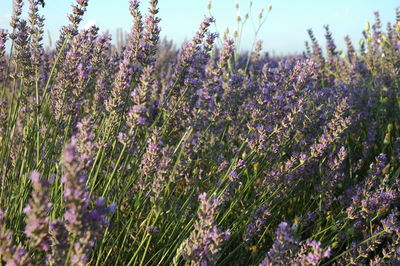 Close-up of plants