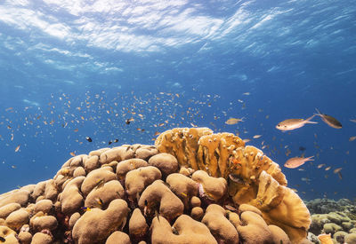 High angle view of coral in sea