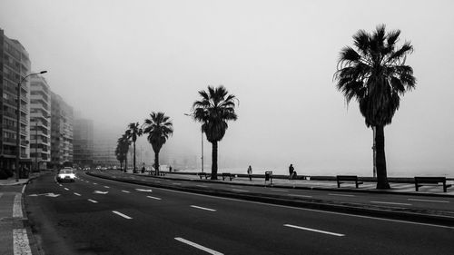 Palm trees by road in city against sky