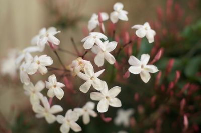 Close-up of white flowers