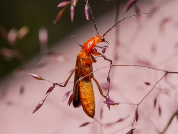 Close-up of insect on leaf