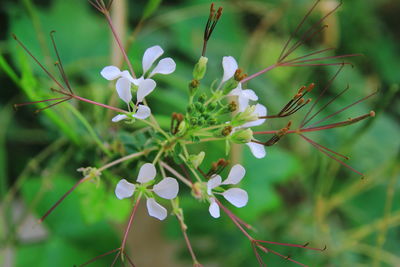 Close-up of white flowering plant