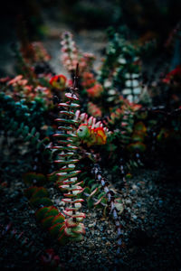 Close-up of insect on plant