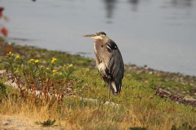 View of a bird on field