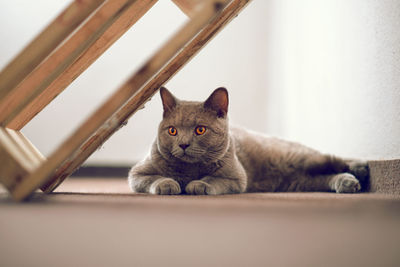 Close-up of a cat lying on floor