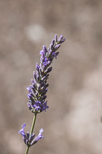 Close-up of lavender blooming outdoors