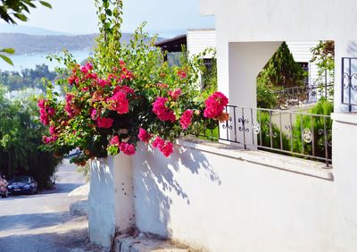 Red flowering plants by building