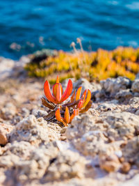 Close-up of orange flower on beach