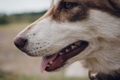 Close-up of dog looking away