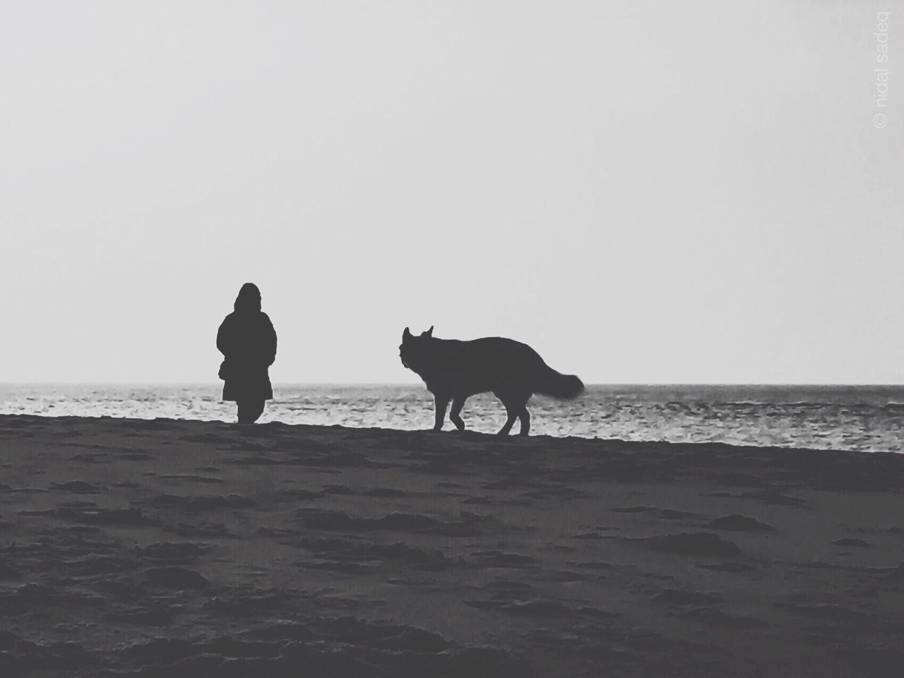 animal themes, domestic animals, mammal, sea, clear sky, one animal, water, dog, horizon over water, pets, beach, copy space, silhouette, standing, full length, walking, shore, nature, men, tranquility