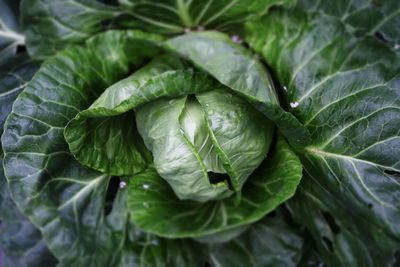 Full frame shot of fresh green cabbage 