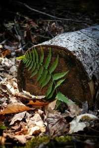 Close-up of plant growing in forest