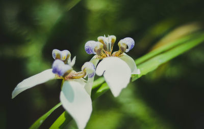 Close-up of white flowering plant