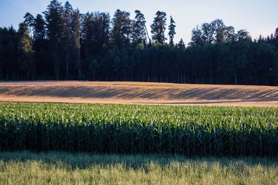 Scenic view of field against trees