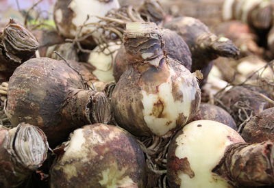 Close-up of plant bulbs