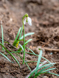 Close-up of green plant on field