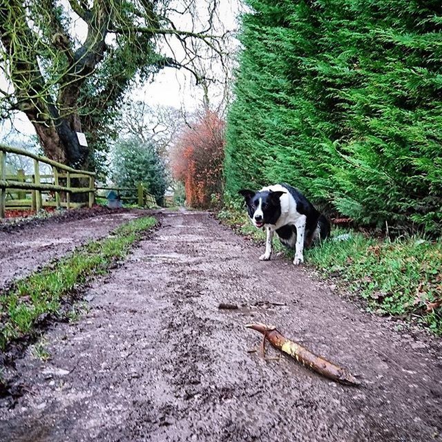 animal themes, domestic animals, mammal, the way forward, tree, one animal, livestock, diminishing perspective, dirt road, grass, walking, vanishing point, pets, full length, herbivorous, nature, horse, plant, road, day