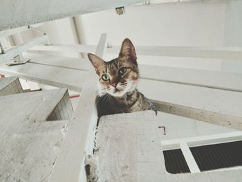 Close-up portrait of cat sitting on floor