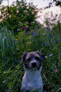 Summer flowers