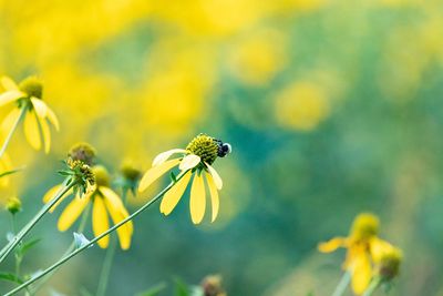 Close-up of insect on flower