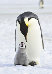 View of a duck in snow