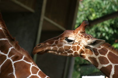 Close-up of giraffe at zoo