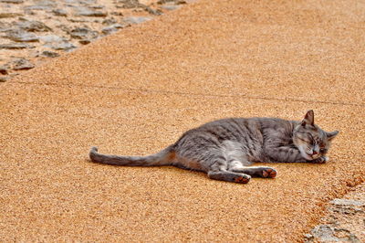 Stray cat sleeping on footpath
