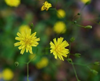 Close-up of yellow flowers blooming outdoors