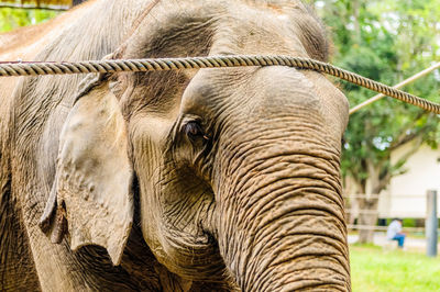 Close-up of elephant in zoo