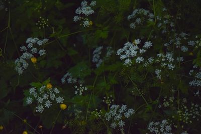 High angle view of flowering plants on land