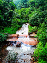 Reflection of trees in water