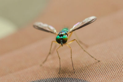 Close-up of fly