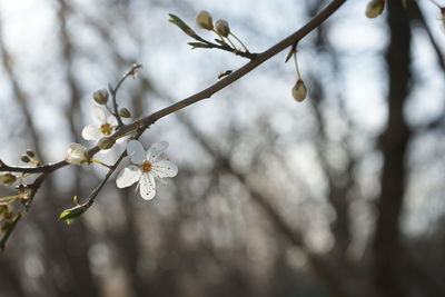 Close-up of blossoms in spring