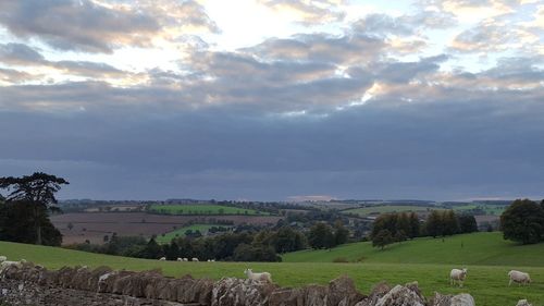 Scenic view of agricultural field against sky