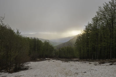 Scenic view of forest against sky during winter