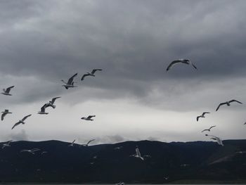 Low angle view of birds flying against sky